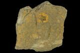 Fossil Ordovician Edrioasteroids - Morocco #115015-1